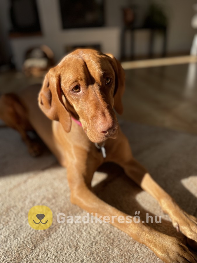 Magyar Vizsla Gazdit Keres Magyar Vizsla Gazdit Keres