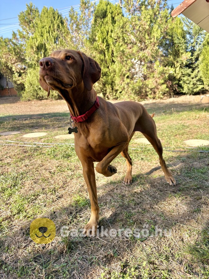 Magyar Vizsla Gazdit Keres Magyar Vizsla Gazdit Keres