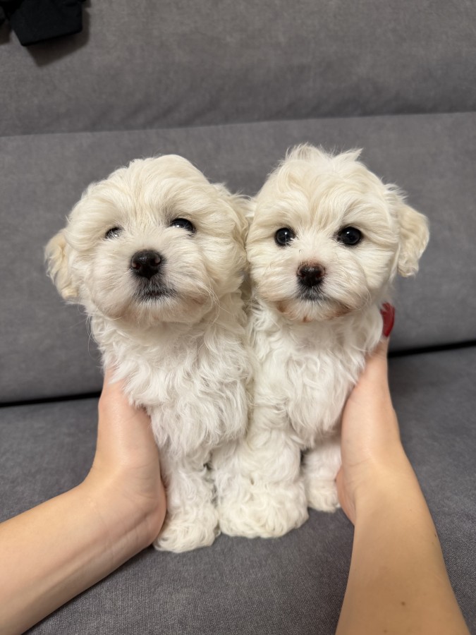 Bichon kölyök kutyák 