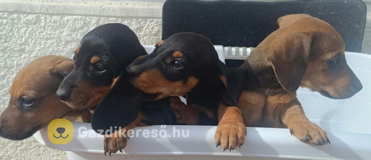 Kis tacsik gazdit keresnek Kis tacsik gazdit keresnek