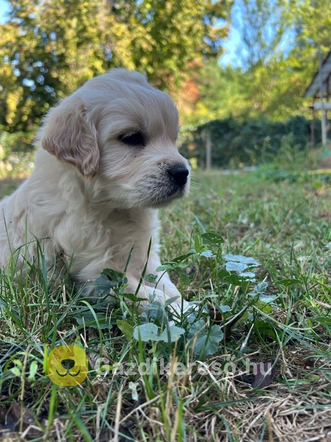 Golden retriever kiskutya eladó Golden retriever kiskutya eladó