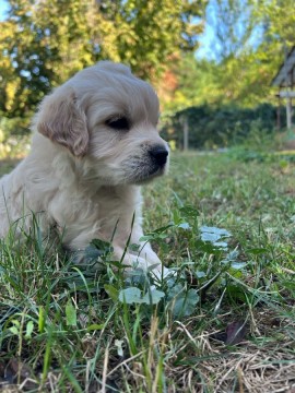 Golden retriever kiskutya eladó