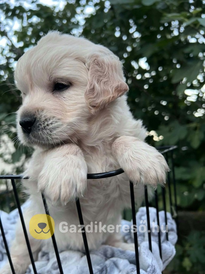 Golden retriever kiskutya eladó Golden retriever kiskutya eladó