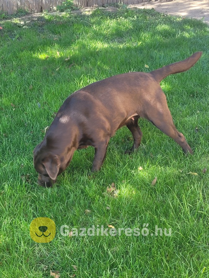 Labrador kölyök kiskutyákra előjegyzés. Labrador kölyök kiskutyákra előjegyzés.