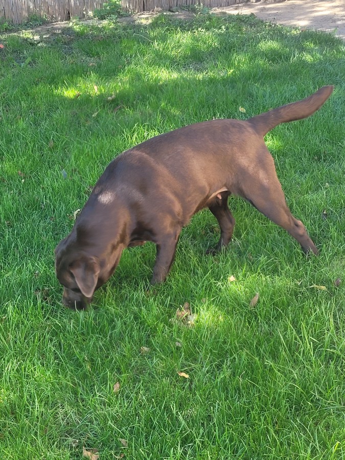 Labrador kölyök kiskutyákra előjegyzés. 