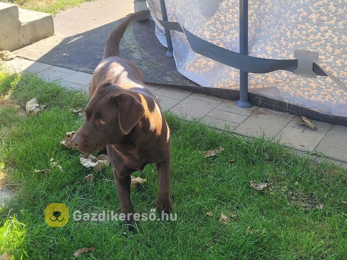 Labrador kölyök kiskutyákra előjegyzés. Labrador kölyök kiskutyákra előjegyzés.