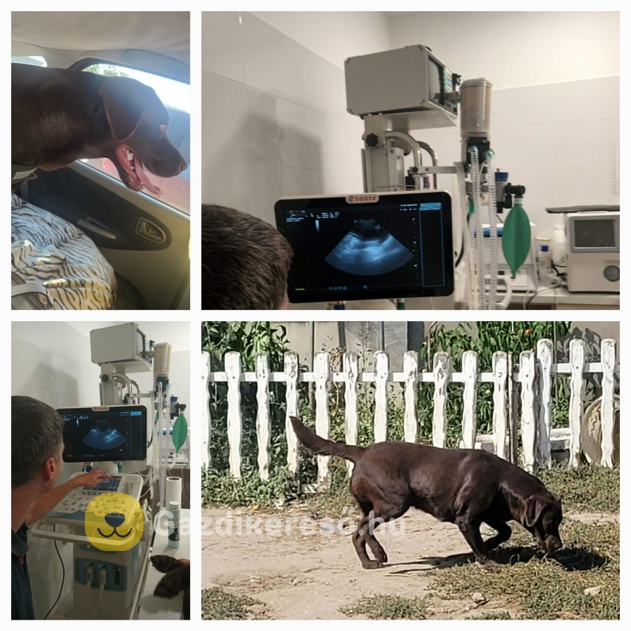 Labrador kölyök kiskutyákra előjegyzés. Labrador kölyök kiskutyákra előjegyzés.