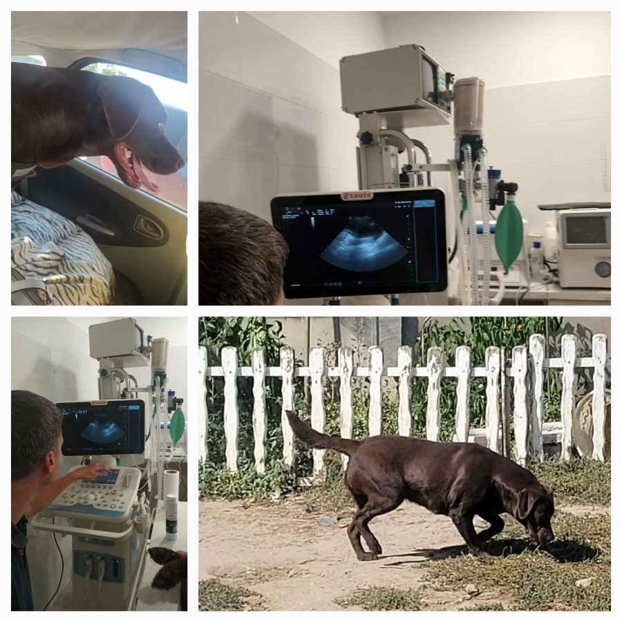 Labrador kölyök kiskutyákra előjegyzés. 