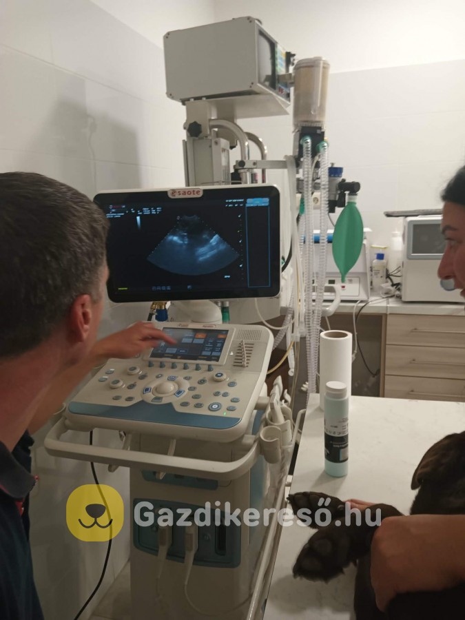 Labrador kölyök kiskutyákra előjegyzés. Labrador kölyök kiskutyákra előjegyzés.