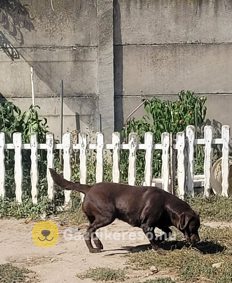 Labrador kölyök kiskutyákra előjegyzés. Labrador kölyök kiskutyákra előjegyzés.