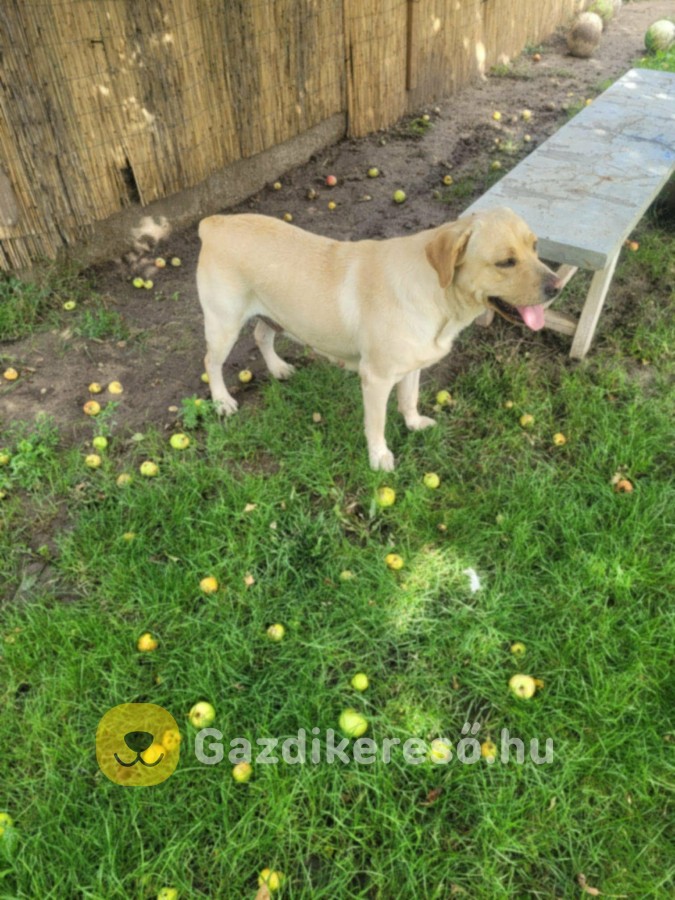 Labrador kölyök kiskutyákra előjegyzés. Labrador kölyök kiskutyákra előjegyzés.