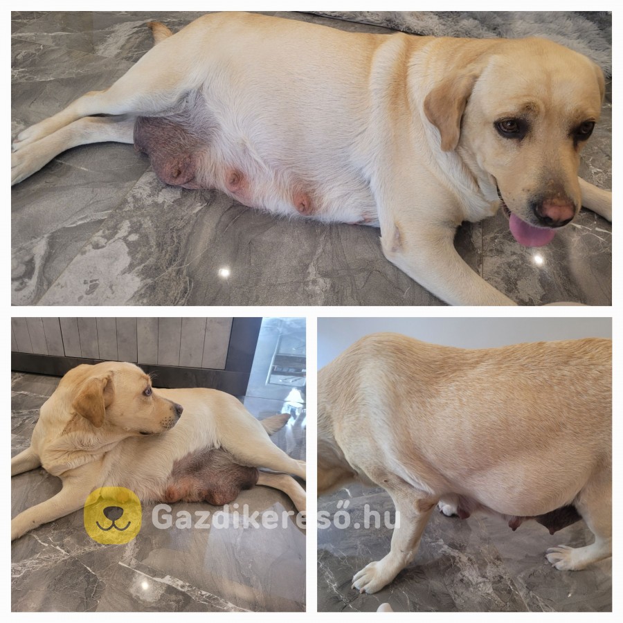 Labrador kölyök kiskutyákra előjegyzés. Labrador kölyök kiskutyákra előjegyzés.