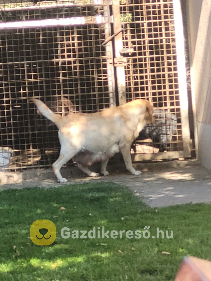 Labrador kölyök kiskutyákra előjegyzés. Labrador kölyök kiskutyákra előjegyzés.