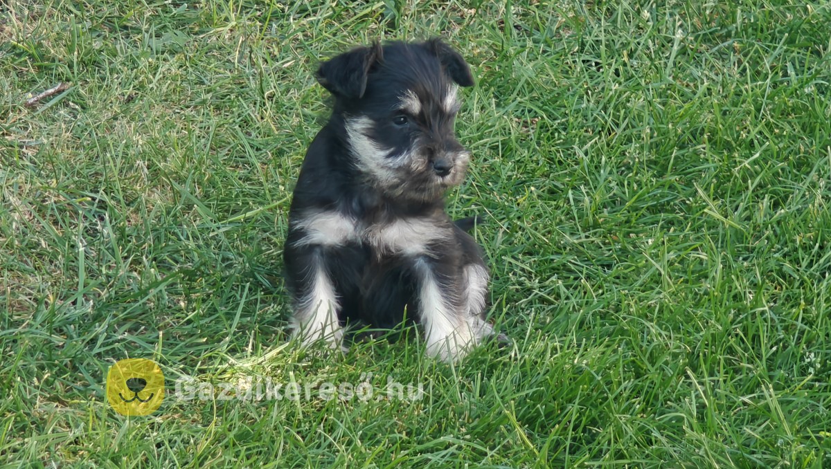 Törpe schnauzer fekete ezüst kiskutyák Törpe schnauzer fekete ezüst kiskutyák