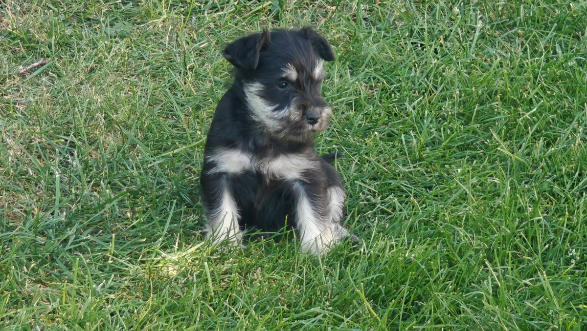 Törpe schnauzer fekete ezüst kiskutyák