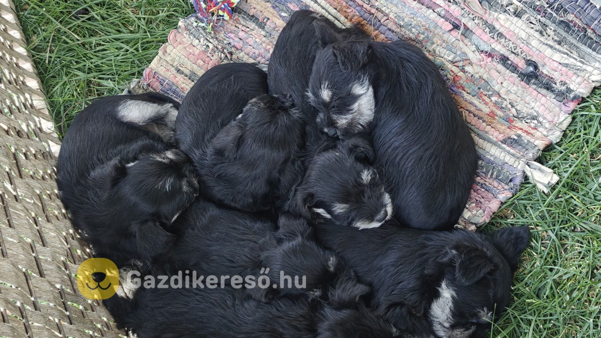 Törpe schnauzer fekete ezüst kiskutyák Törpe schnauzer fekete ezüst kiskutyák