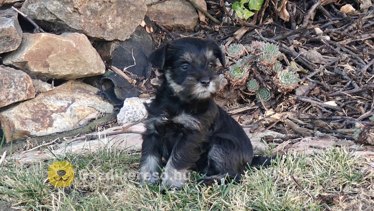 Törpe schnauzer fekete ezüst kiskutyák Törpe schnauzer fekete ezüst kiskutyák
