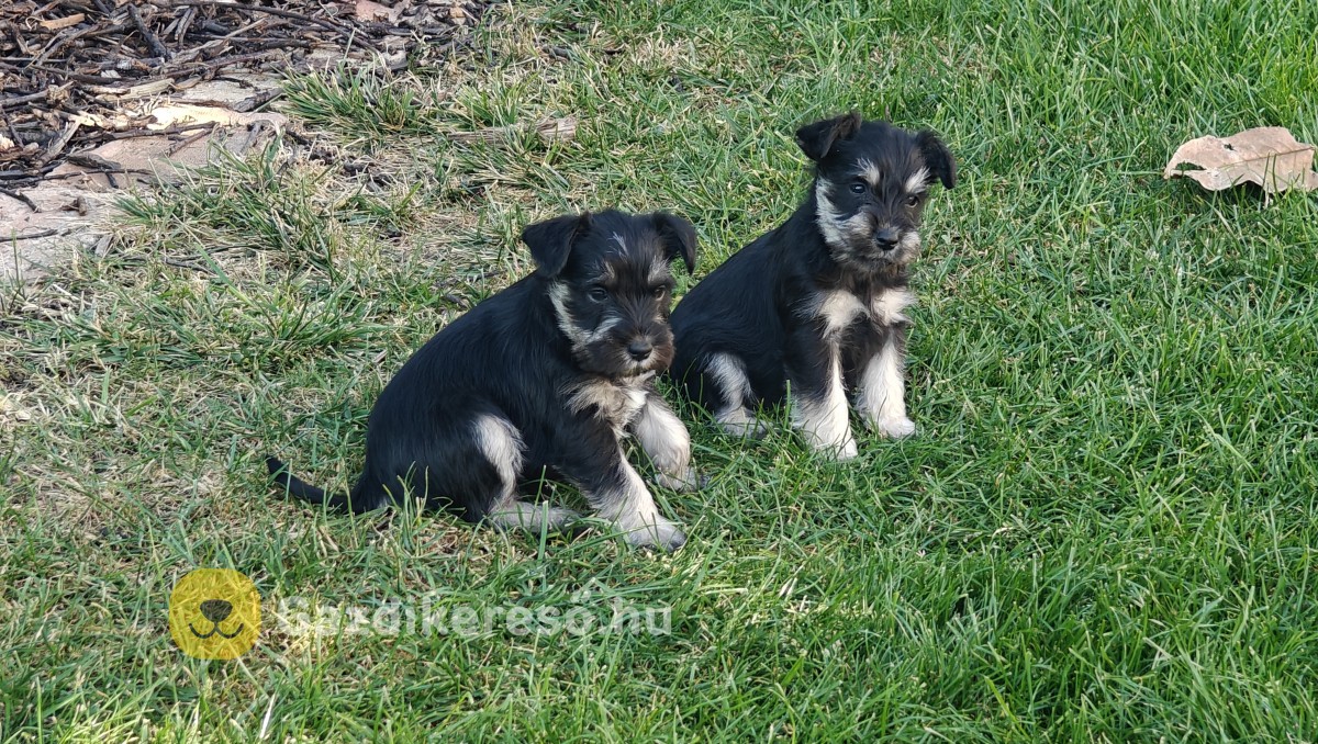 Törpe schnauzer fekete ezüst kiskutyák Törpe schnauzer fekete ezüst kiskutyák