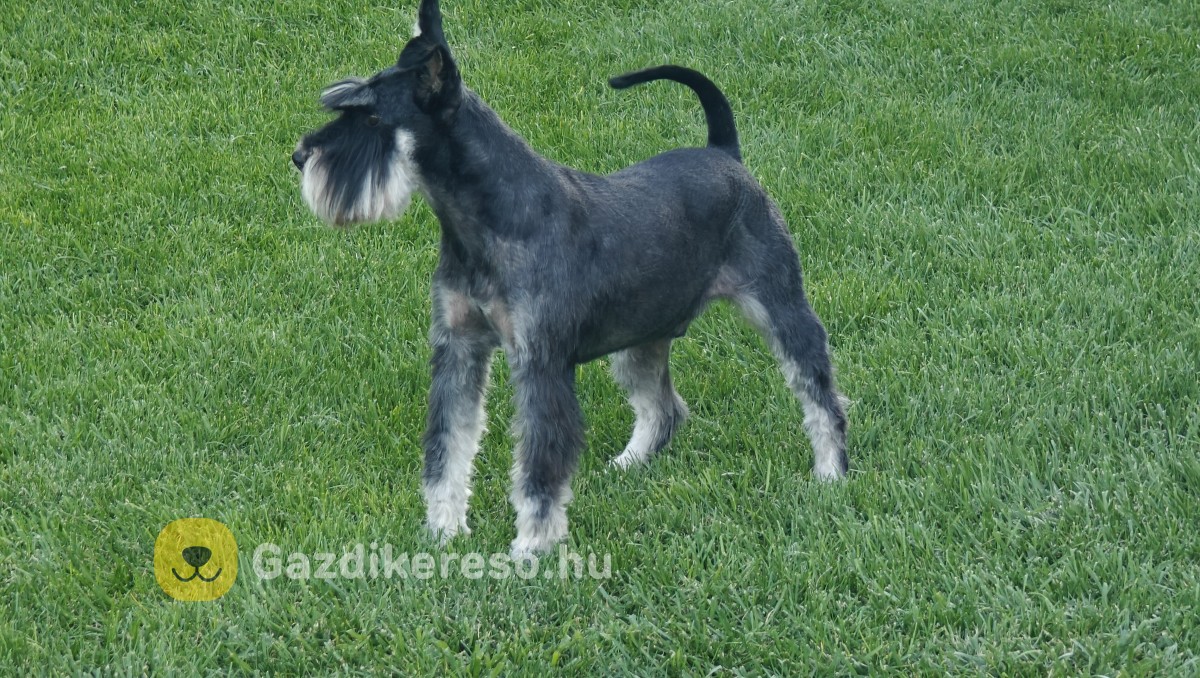 Törpe schnauzer fekete ezüst kiskutyák Törpe schnauzer fekete ezüst kiskutyák