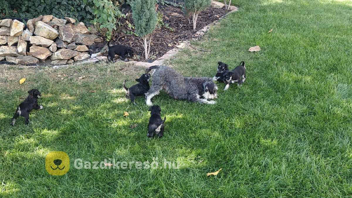 Törpe schnauzer fekete ezüst kiskutyák Törpe schnauzer fekete ezüst kiskutyák