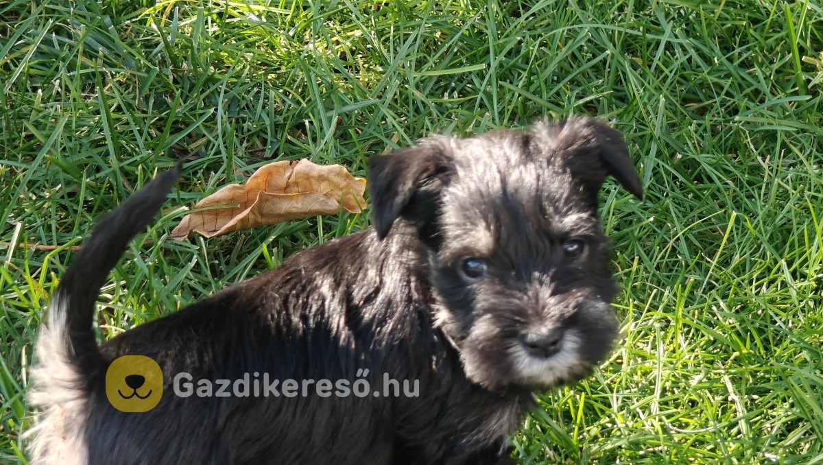 Törpe schnauzer fekete ezüst kiskutyák Törpe schnauzer fekete ezüst kiskutyák