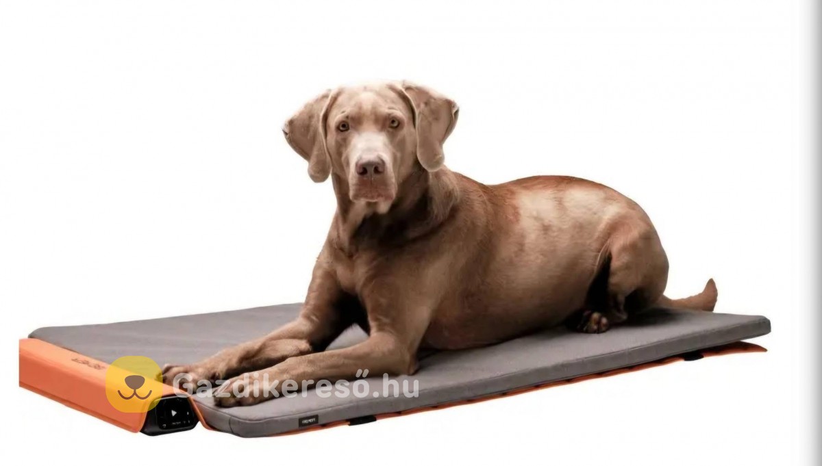 BEMER Dog Line BEMER Dog Line
