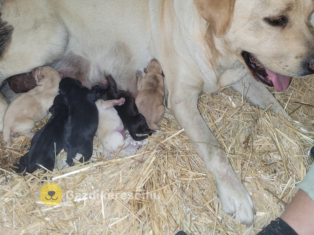 Labrador kölyök kiskutyákra előjegyzés. Labrador kölyök kiskutyákra előjegyzés.