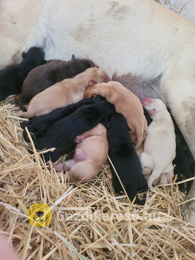 Labrador kölyök kiskutyákra előjegyzés. Labrador kölyök kiskutyákra előjegyzés.