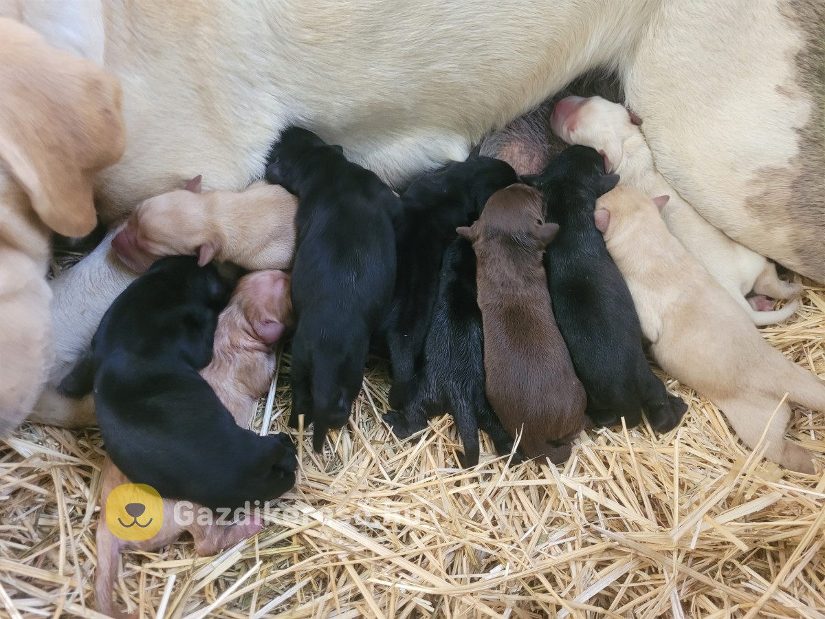 Labrador kölyök kiskutyákra előjegyzés. Labrador kölyök kiskutyákra előjegyzés.