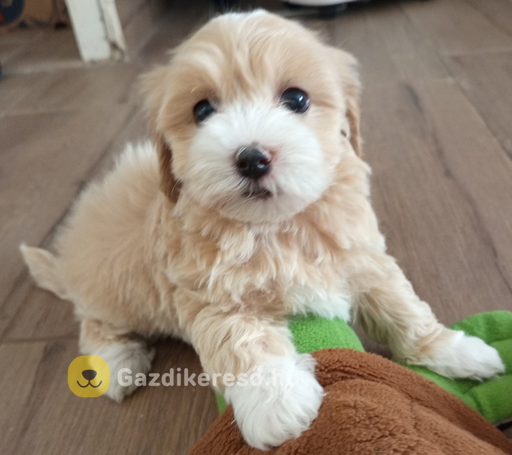 Maltipoo kislányok eladóak Maltipoo kislányok eladóak
