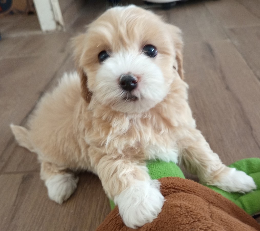 Maltipoo kislányok eladóak