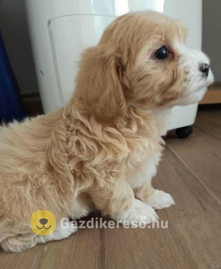 Maltipoo kislányok eladóak Maltipoo kislányok eladóak