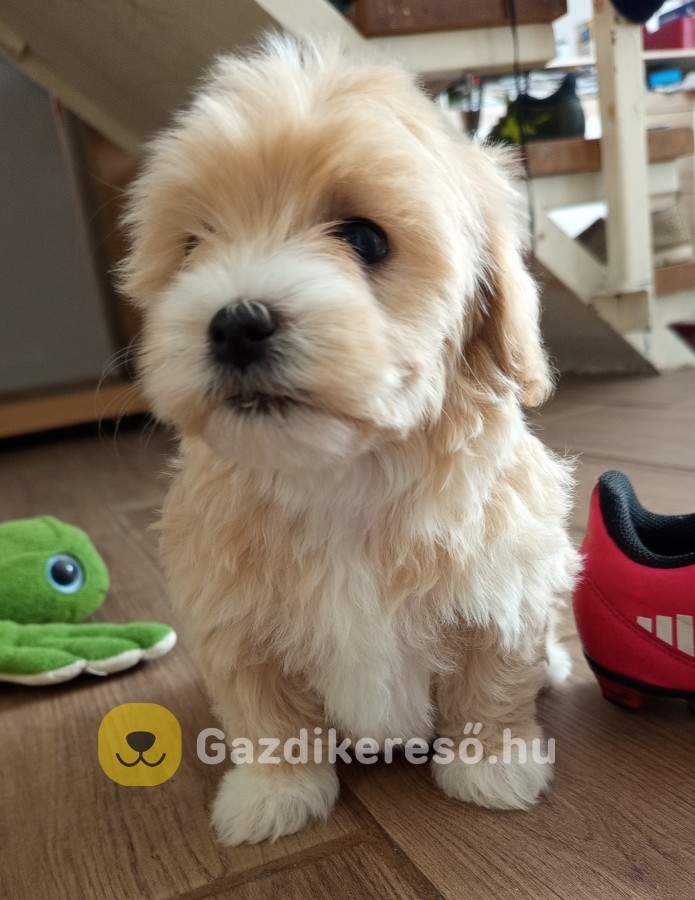 Maltipoo kislányok eladóak Maltipoo kislányok eladóak