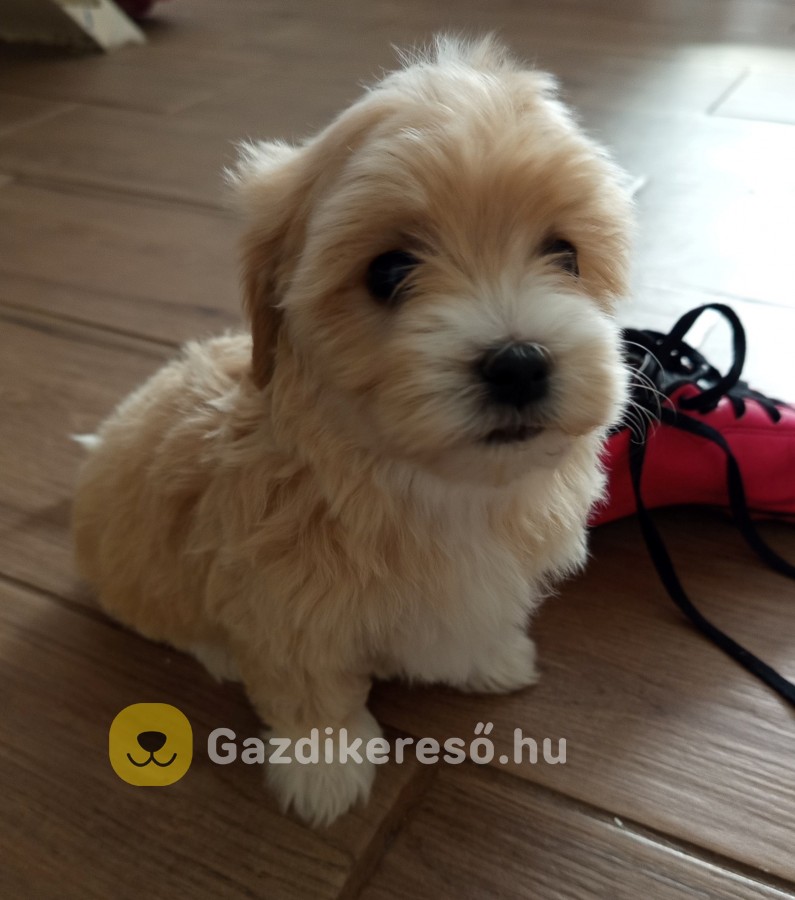 Maltipoo kislányok eladóak Maltipoo kislányok eladóak