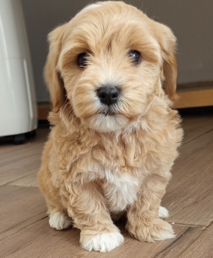 Maltipoo kisfiúk eladóak