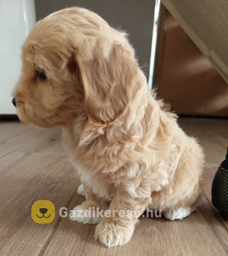 Maltipoo kisfiúk eladóak Maltipoo kisfiúk eladóak