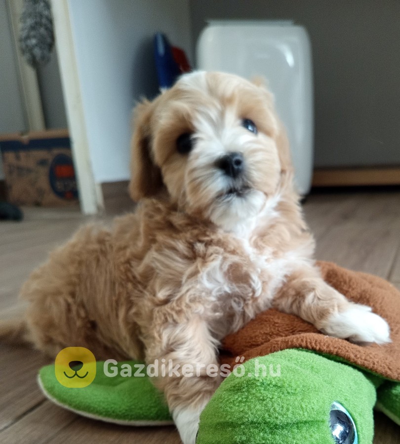 Maltipoo kisfiúk eladóak Maltipoo kisfiúk eladóak