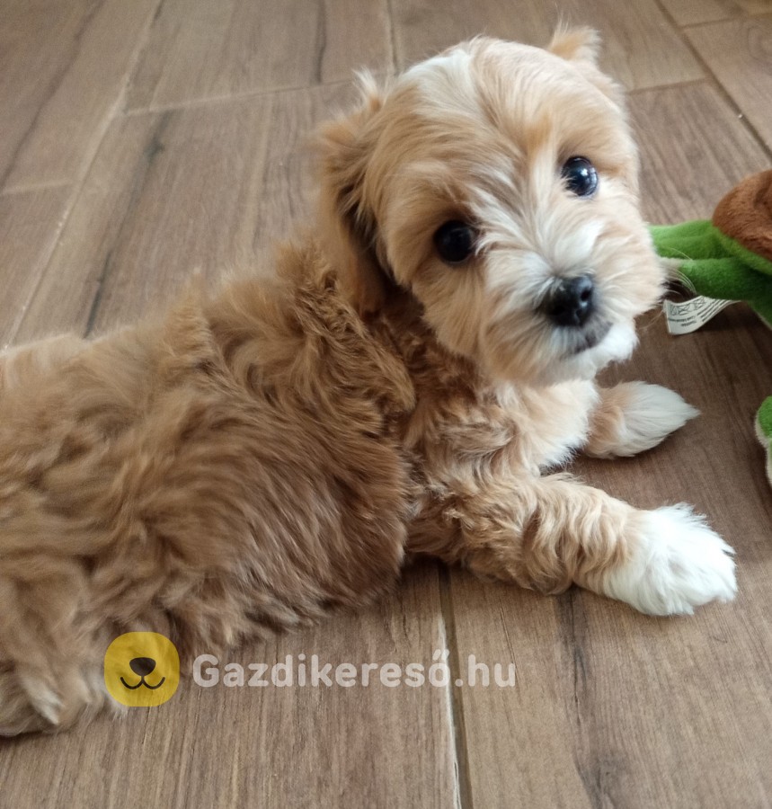 Maltipoo kisfiúk eladóak Maltipoo kisfiúk eladóak