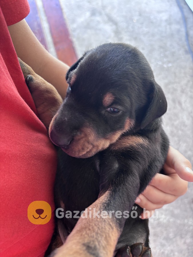 Dobermann fajtatiszta kölyök gazdit keres Dobermann fajtatiszta kölyök gazdit keres