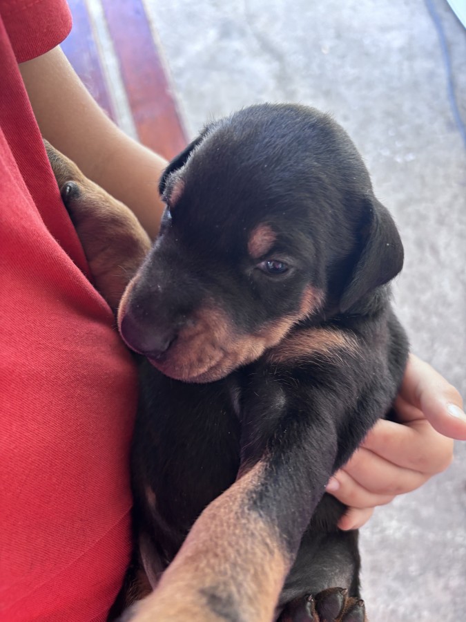 Dobermann fajtatiszta kölyök gazdit keres