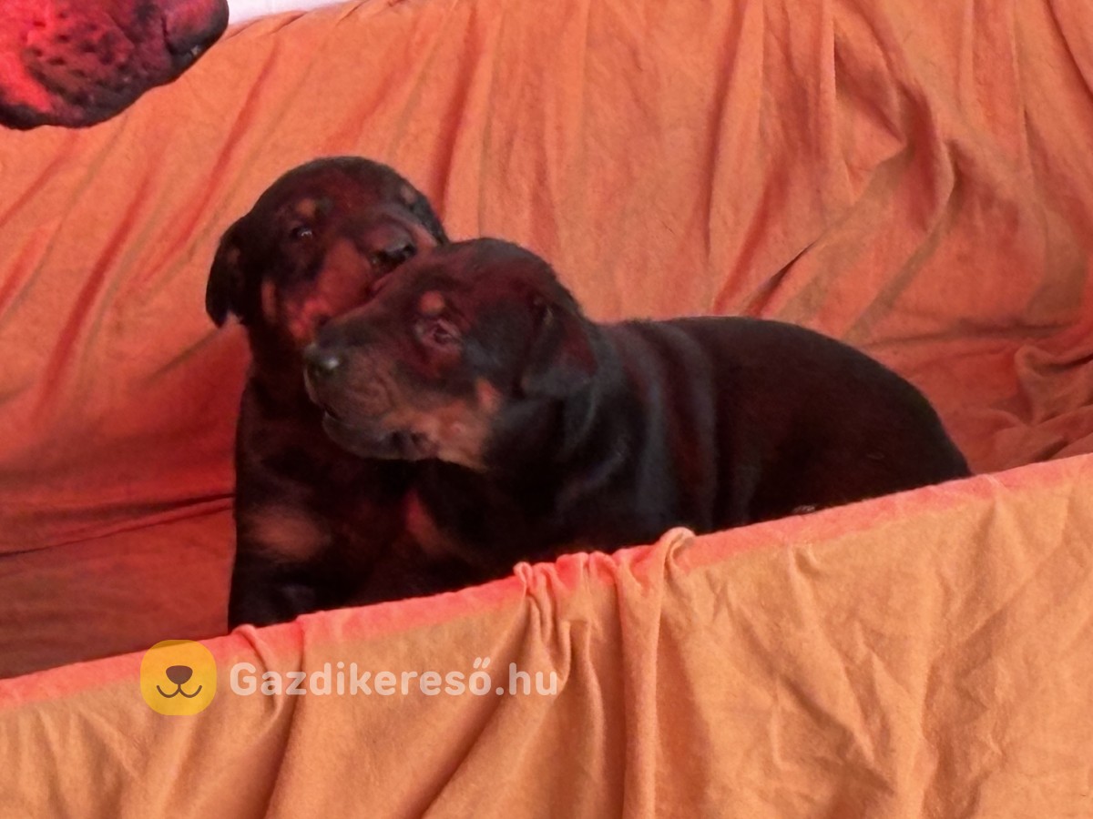 Dobermann fajtatiszta kölyök gazdit keres Dobermann fajtatiszta kölyök gazdit keres