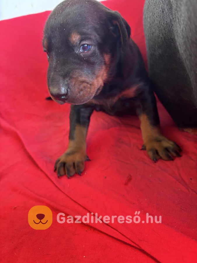 Dobermann fajtatiszta kölyök gazdit keres Dobermann fajtatiszta kölyök gazdit keres