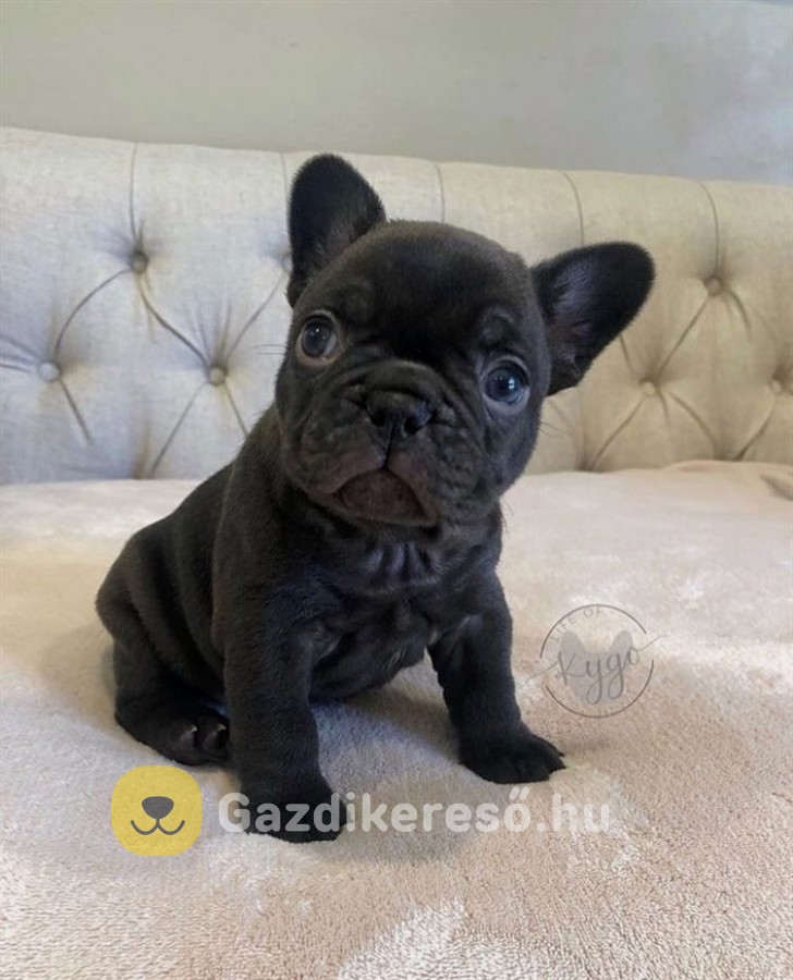 Francia bulldog kölykök 