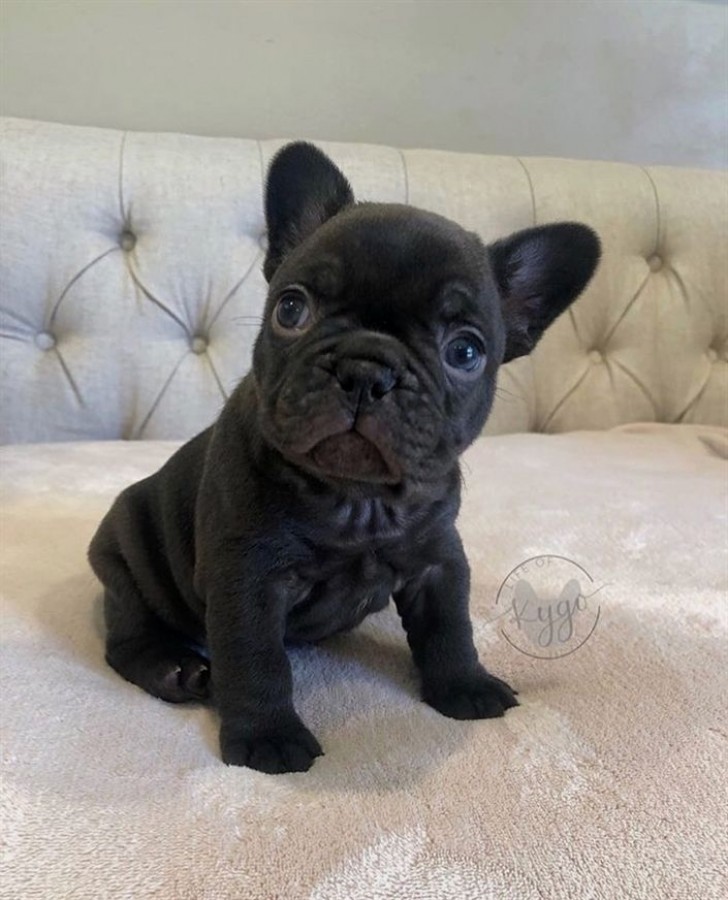 Francia bulldog kölykök 