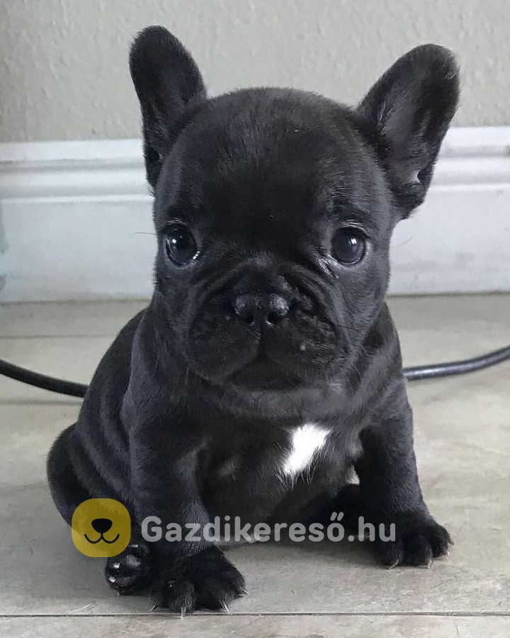 Francia bulldog kölykök 