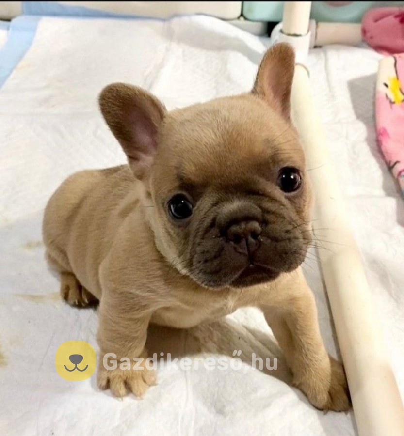 Francia bulldog kölykök 