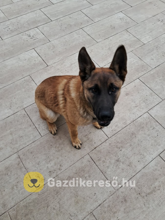 Malinois kutya eladó