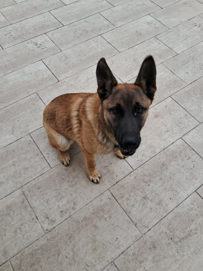 Malinois kutya eladó