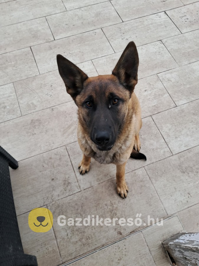 Malinois kutya eladó