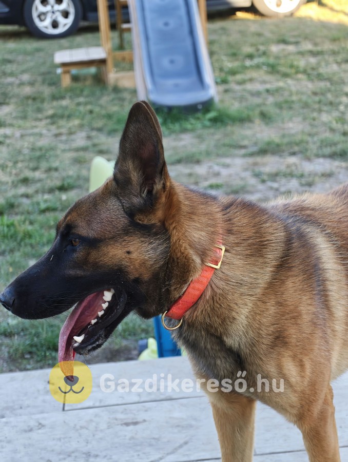Malinois kutya eladó